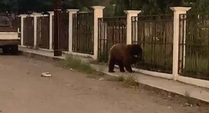 Habitantes de Cumpas 'siguen los pasos' de Coahuila y asesinan a un oso; buscaba comida