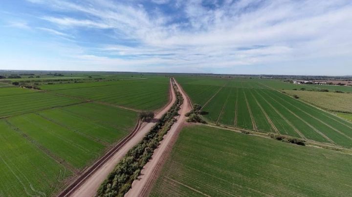 Por primera vez en cinco años, ciclo agrícola en el Valle del Mayo iniciará sin restricciones