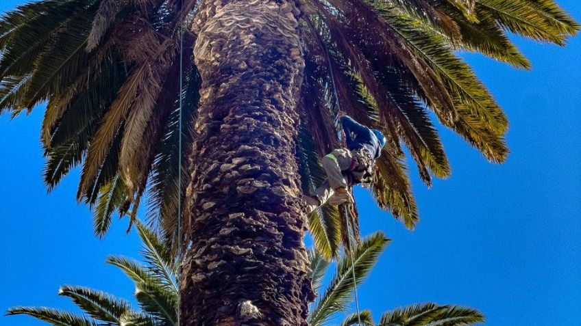 Retiran más de 400 palmeras muertas en la CDMX; Realizarán estudios científicos
