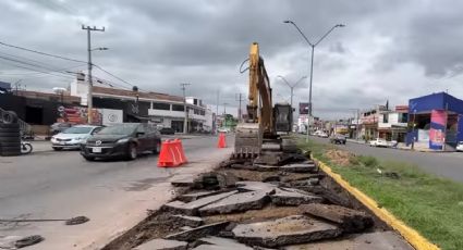 ¿A qué costo?: Por obras de Trolebús Chalco-Santa Martha derriban más de 670 árboles