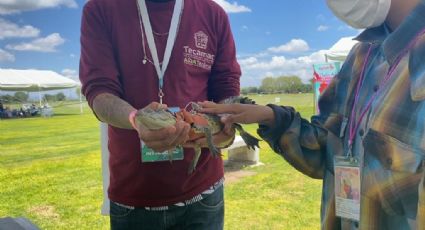 Rescatan a animales exóticos de un tianguis en Tecámac; Había tortugas y un caimán