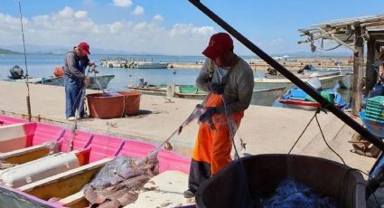 Pescadores esperan buenos precios del camarón, al anunciarse fechas de inicio de temporada