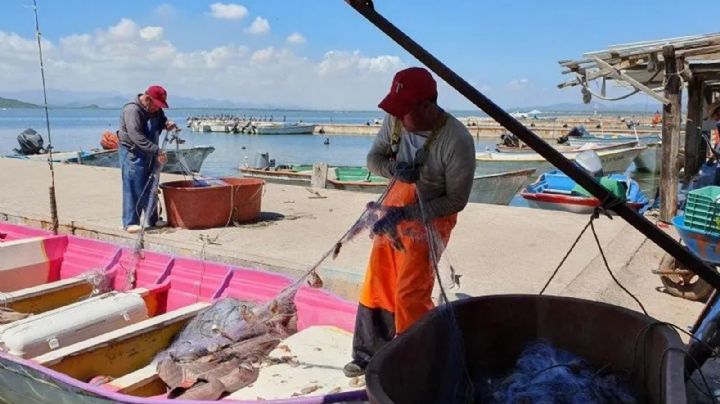Pescadores esperan buenos precios del camarón, al anunciarse fechas de inicio de temporada