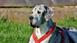 Foto que representa a Qué no te engañen las apariencias, los perros pequeños serían más agresivos que los de gran tamaño