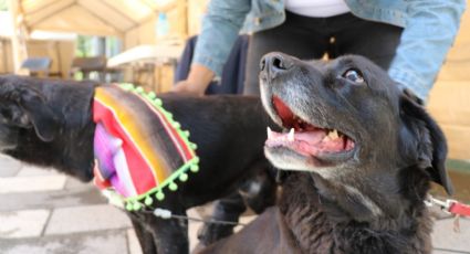 Anuncian Jornada de Esterilización  de perros callejeros en el Cerro de la Estrella