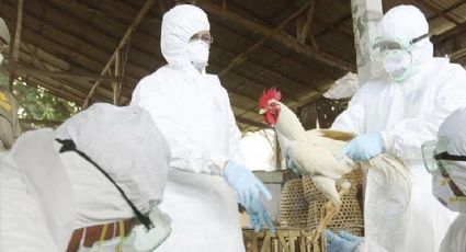 Cuarentena por gripe aviar concluye en Sonora; se realizaron cerca de 700 mil sacrificios