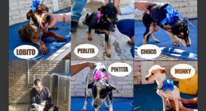 Rescatan a cinco perritos víctimas de maltrato en Ciudad Obregón; no recibían agua ni comida