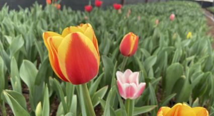 ¿Te gustan los Tulipanes? La CDMX produce 325 mil macetas para esta temporada