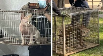 Rescatan a 27 animales abandonados en el patio de una vivienda; estaban desnutridos
