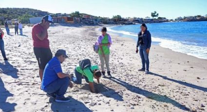 Ambientalistas logran rescatar 109 nidos de tortugas en playas de Guaymas