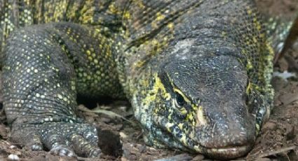 Tras ser rescatado en Xochimilco, reptil llega al Zoológico de Chapultepec para su conservación