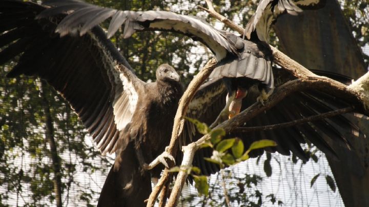Zoológico de San Juan de Aragón se uniría a la lucha por preservar al Cóndor de California