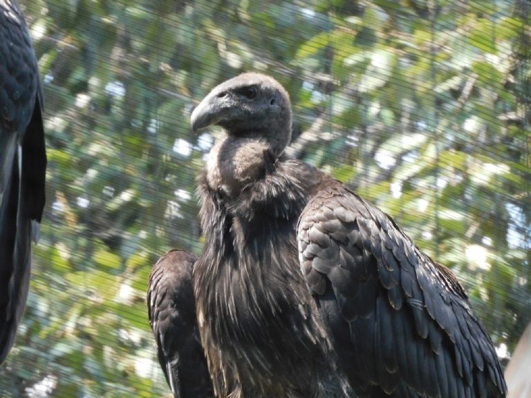 Rescate del Cóndor de California