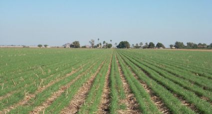 Debido a las bajas temperaturas, cultivos de calabaza y maíz en el Valle del Yaqui presentan daños