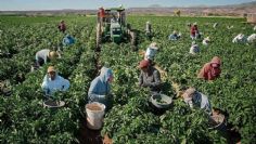 Producción de tomate en el Valle del Yaqui podría tener daños por heladas