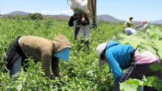 "Hay maneras de apoyar a jornaleros", señalan ante posible pérdida de empleos por heladas