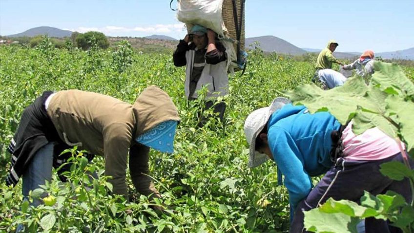 "Hay maneras de apoyar a jornaleros", señalan ante posible pérdida de empleos por heladas