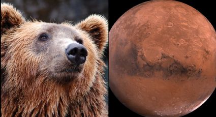 (FOTO) De no creerse: Cámara de la NASA logra captar a un oso en la superficie de Marte