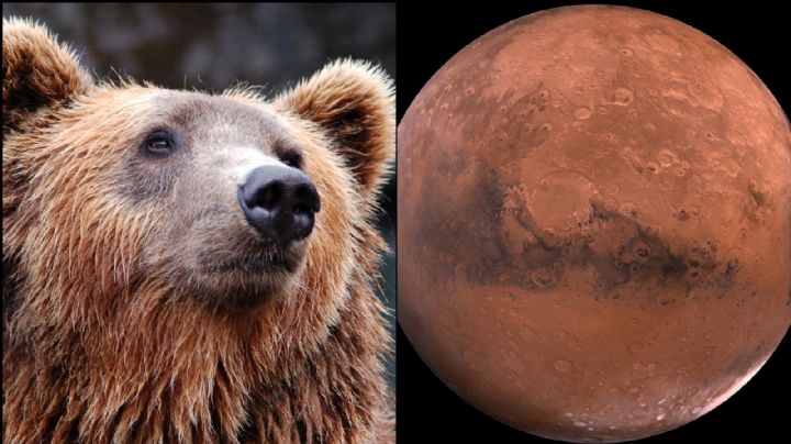 (FOTO) De no creerse: Cámara de la NASA logra captar a un oso en la superficie de Marte