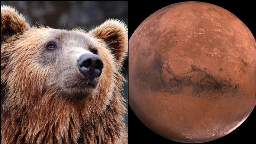 (FOTO) De no creerse: Cámara de la NASA logra captar a un oso en la superficie de Marte