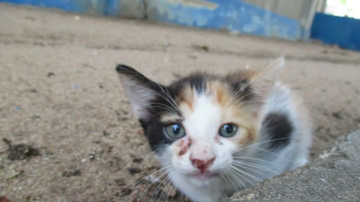 FUERTE VIDEO: Sujeto mata a un gato en el Edomex; piden que sea detenido y procesado