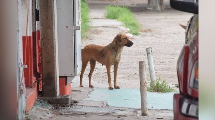 Centro de Control Animal buscan establecer en Empalme; buscan evitar enfermedades