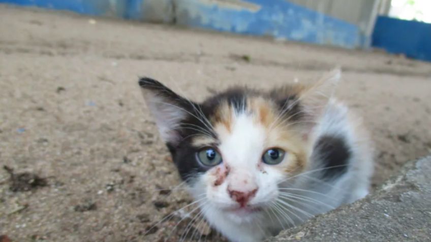 FUERTE VIDEO: Sujeto mata a un gato en el Edomex; piden que sea detenido y procesado