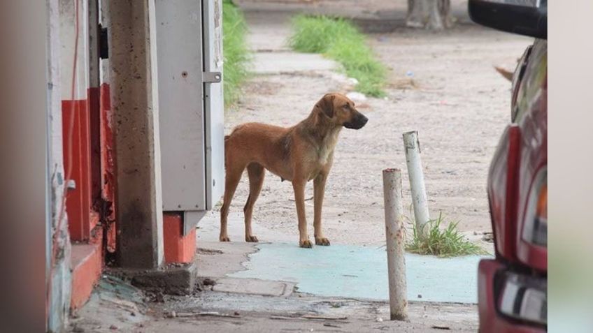 Centro de Control Animal buscan establecer en Empalme; buscan evitar enfermedades