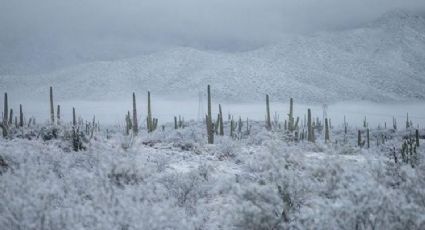 Por Frentes Fríos, heladas complican ciclo agrícola en Sonora: Autoridades evalúan daños