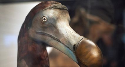 De no creerse: Científicos podrían traer a la vida a especies extintas como el Dodo