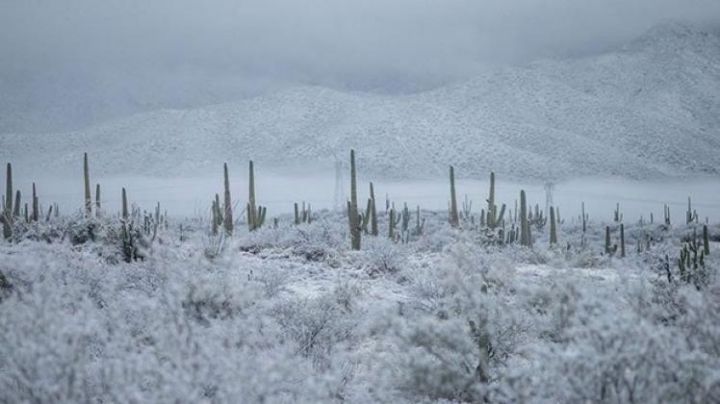 Por Frentes Fríos, heladas complican ciclo agrícola en Sonora: Autoridades evalúan daños
