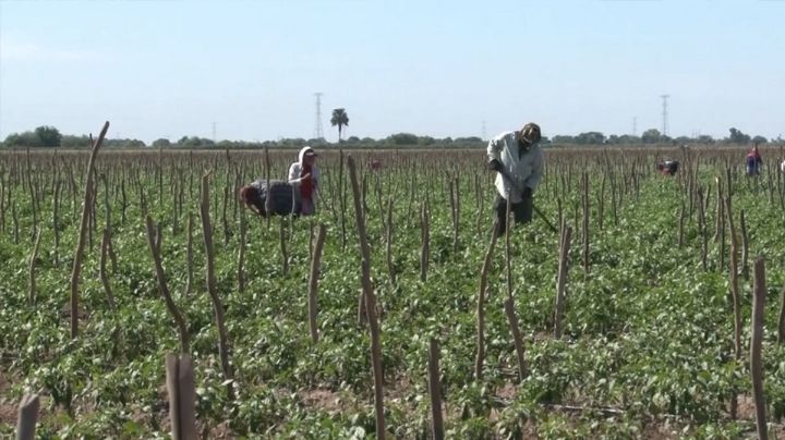 Heladas no dañan de gravedad a cultivos, informa titular de Sagarhpa