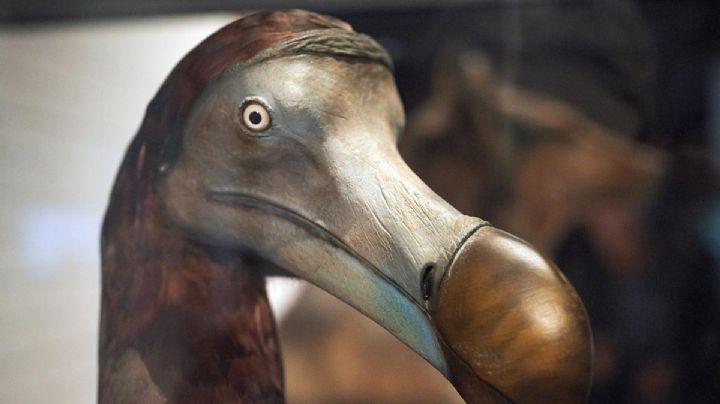 De no creerse: Científicos podrían traer a la vida a especies extintas como el Dodo