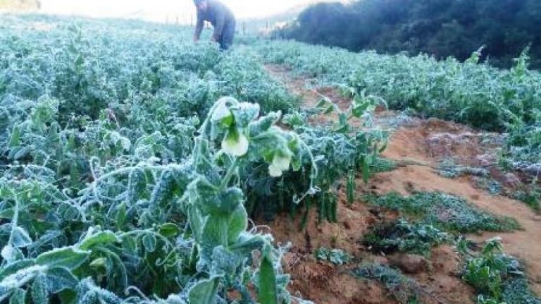 Heladas en Sonora afectan ciclo agrícola en Sonora. Foto: Internet