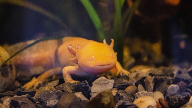 Día Nacional del Ajolote