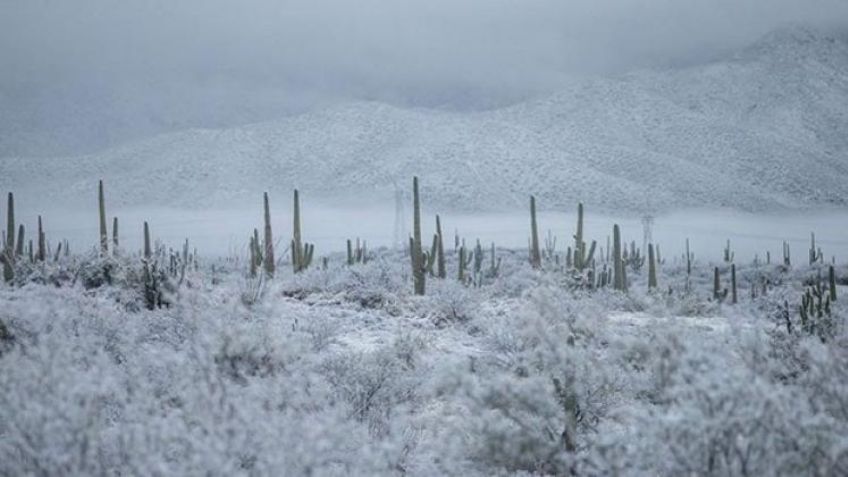 Por Frentes Fríos, heladas complican ciclo agrícola en Sonora: Autoridades evalúan daños