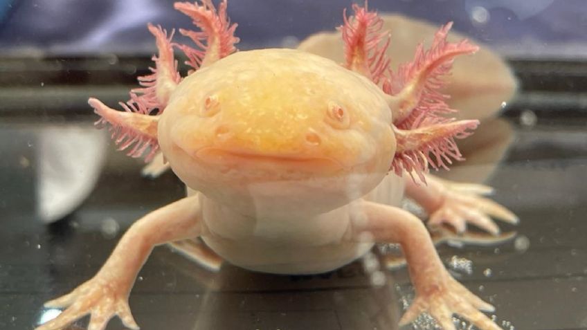 Celebra el Día Nacional del Ajolote: Asiste al Anfibium y al Centro Cultural Mexiquense