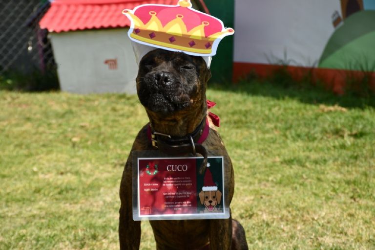 Perritos en adopción