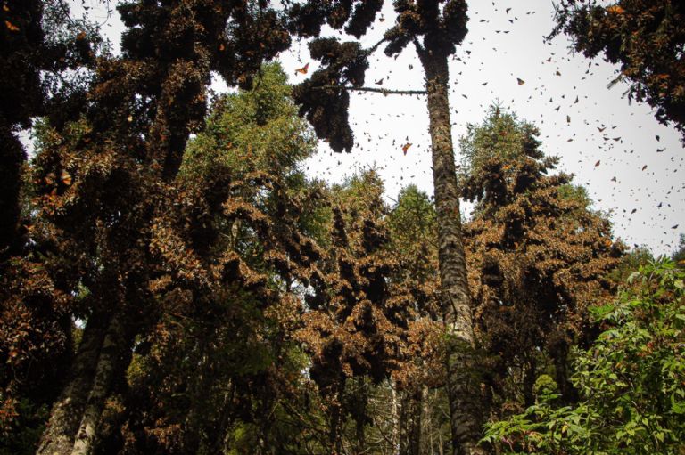Santuario de la Mariposa Monarca