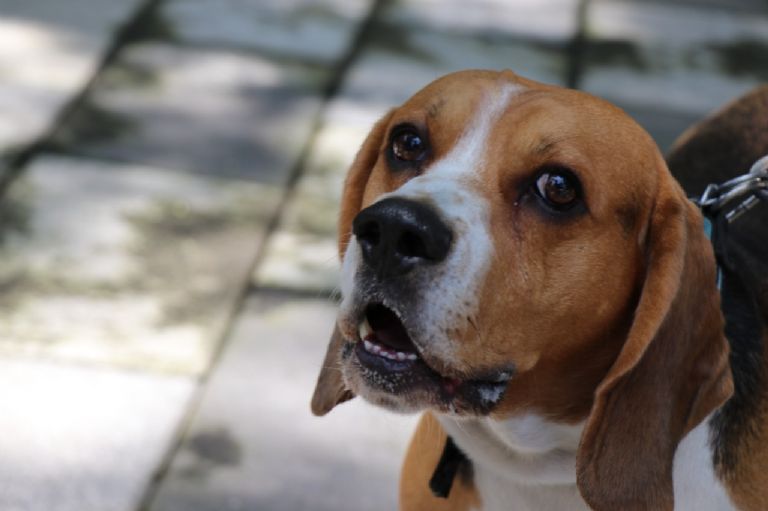 Adopción de perritos en CDMX