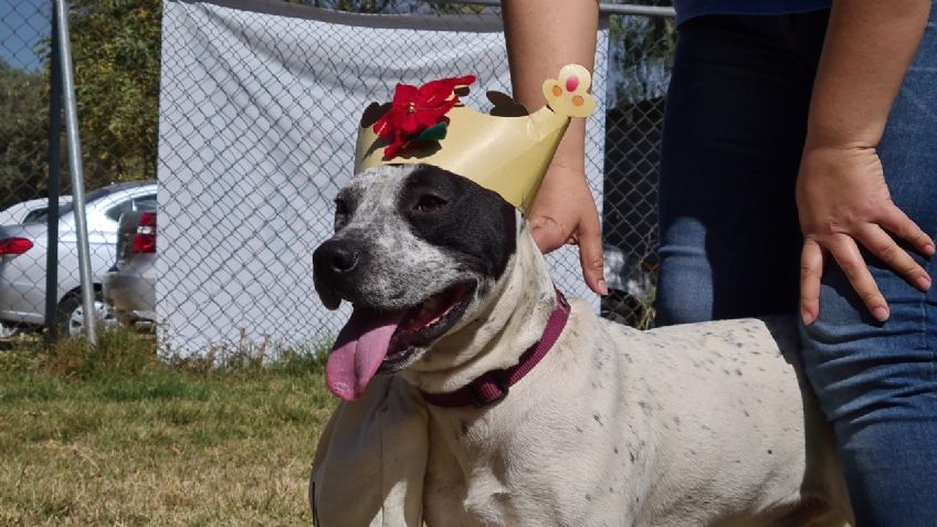 Perritos rescatados en el Metro de la CDMX listos para entregar regalos en Día de Reyes