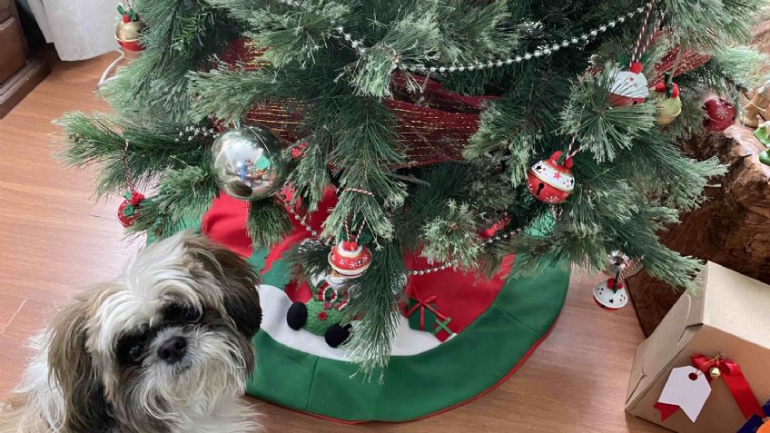 La CDMX pide no regalar animales en Día de Reyes: "no son juguetes sino seres sintientes"