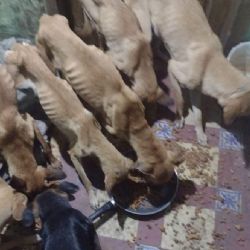 Justicia para ellos; rescatan a 10 perritos hacinados en la alcaldía Cuauhtémoc