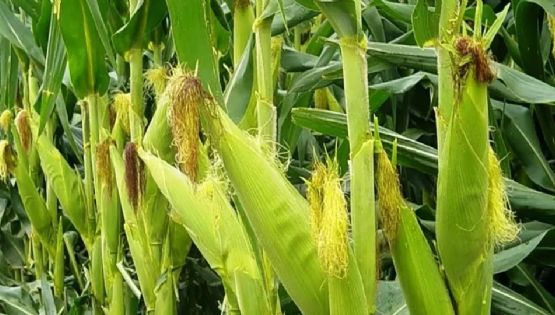Plan de cultivos para el Valle del Yaqui descarta maíz para el ciclo 2023 - 2024