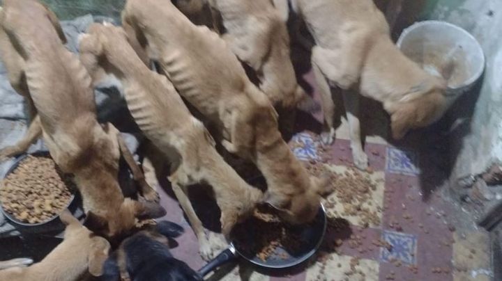 Justicia para ellos; rescatan a 10 perritos hacinados en la alcaldía Cuauhtémoc