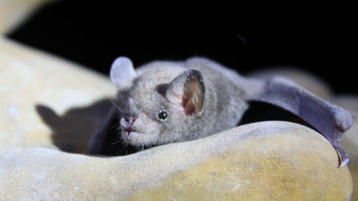 Día del Murciélago 2023 en CDMX: La capital celebra con evento divertidos eventos