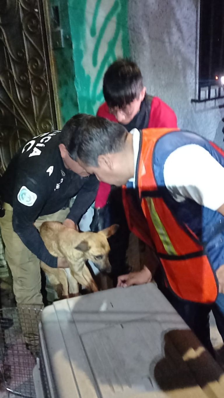 Rescatan a 10 perritos hacinados en la Cuauhtémoc