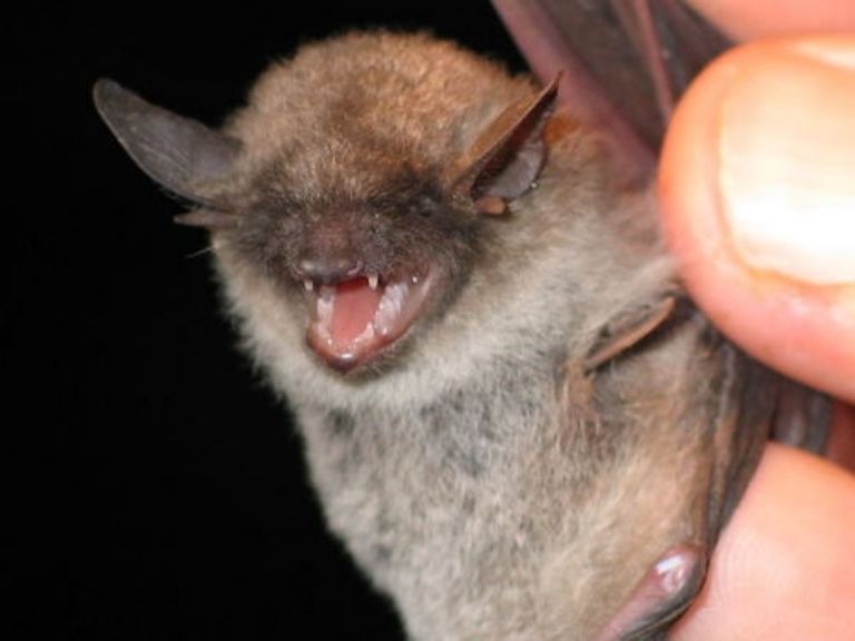 Día del Murciélago en CDMX
