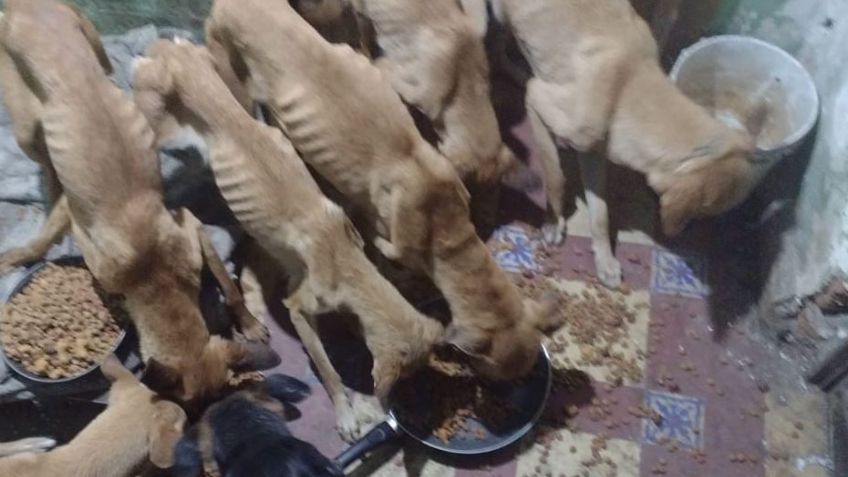 Justicia para ellos; rescatan a 10 perritos hacinados en la alcaldía Cuauhtémoc
