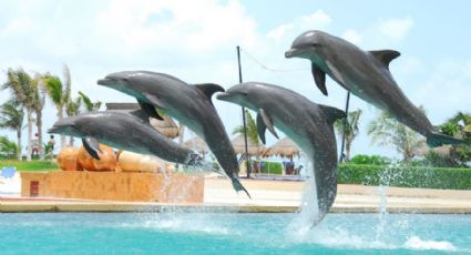 El Senado de la República podría prohibir la explotación de delfines y focas en espectáculos